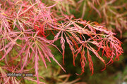 - Acer palmatum 'Kim' Japanese Maple - Mr Maple │ Buy Japanese Maple Trees