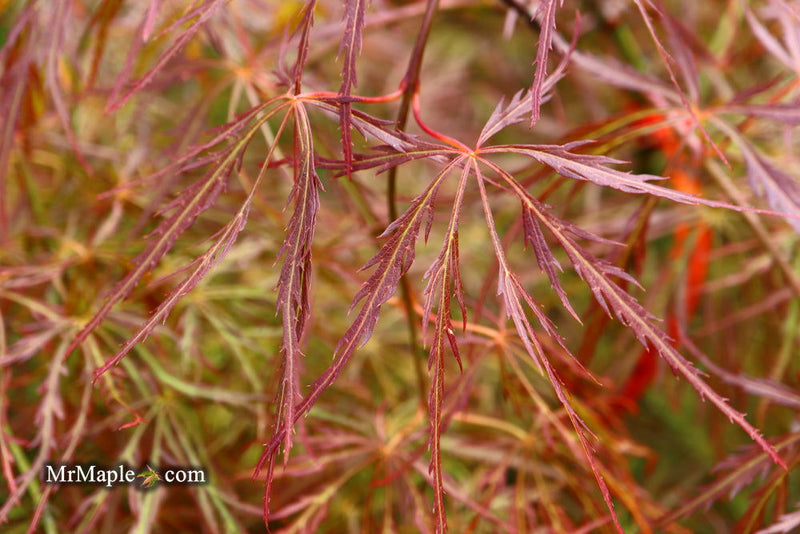 - Acer palmatum 'Kim' Japanese Maple - Mr Maple │ Buy Japanese Maple Trees