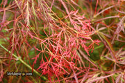 - Acer palmatum 'Kim' Japanese Maple - Mr Maple │ Buy Japanese Maple Trees