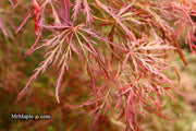 - Acer palmatum 'Kim' Japanese Maple - Mr Maple │ Buy Japanese Maple Trees