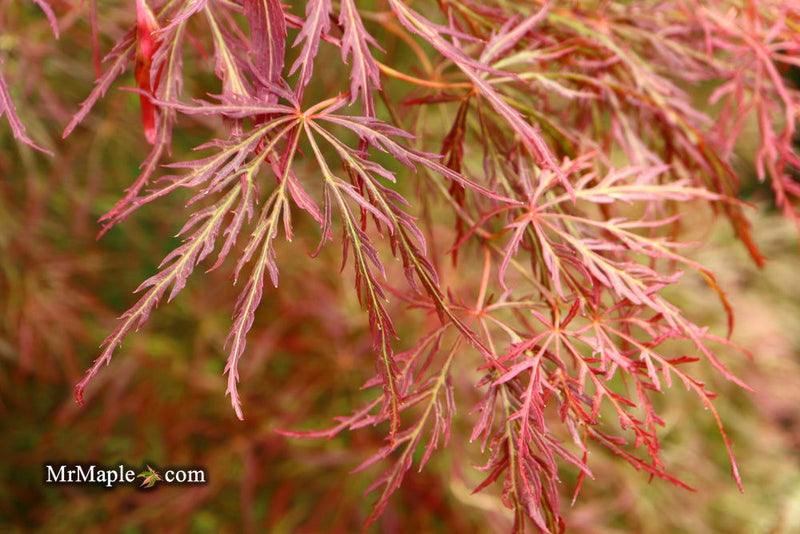 - Acer palmatum 'Kim' Japanese Maple - Mr Maple │ Buy Japanese Maple Trees