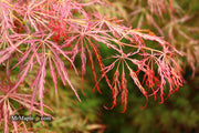 - Acer palmatum 'Kim' Japanese Maple - Mr Maple │ Buy Japanese Maple Trees
