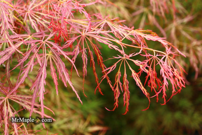 - Acer palmatum 'Kim' Japanese Maple - Mr Maple │ Buy Japanese Maple Trees