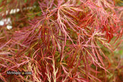 - Acer palmatum 'Kim' Japanese Maple - Mr Maple │ Buy Japanese Maple Trees
