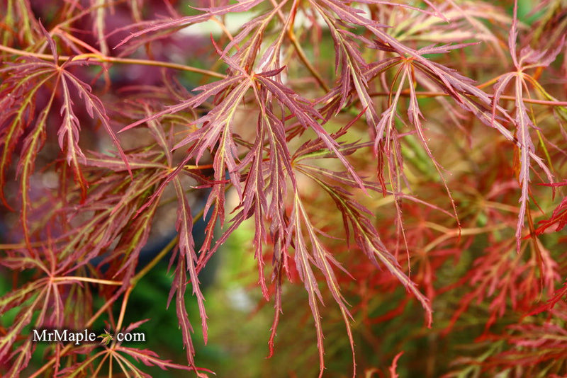 - Acer palmatum 'Kim' Japanese Maple - Mr Maple │ Buy Japanese Maple Trees