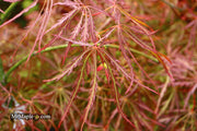 - Acer palmatum 'Kim' Japanese Maple - Mr Maple │ Buy Japanese Maple Trees