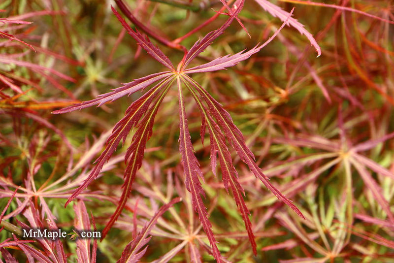 - Acer palmatum 'Kim' Japanese Maple - Mr Maple │ Buy Japanese Maple Trees