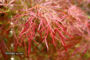 - Acer palmatum 'Kim' Japanese Maple - Mr Maple │ Buy Japanese Maple Trees