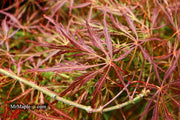 - Acer palmatum 'Kim' Japanese Maple - Mr Maple │ Buy Japanese Maple Trees
