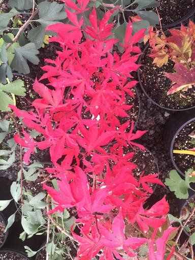 - Acer palmatum 'Kin pai' Japanese Maple - Mr Maple │ Buy Japanese Maple Trees