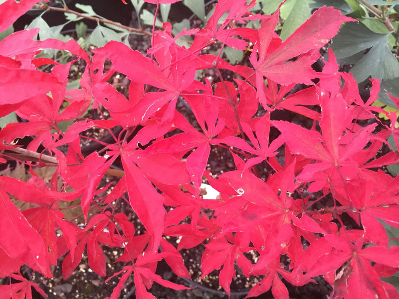 - Acer palmatum 'Kin pai' Japanese Maple - Mr Maple │ Buy Japanese Maple Trees