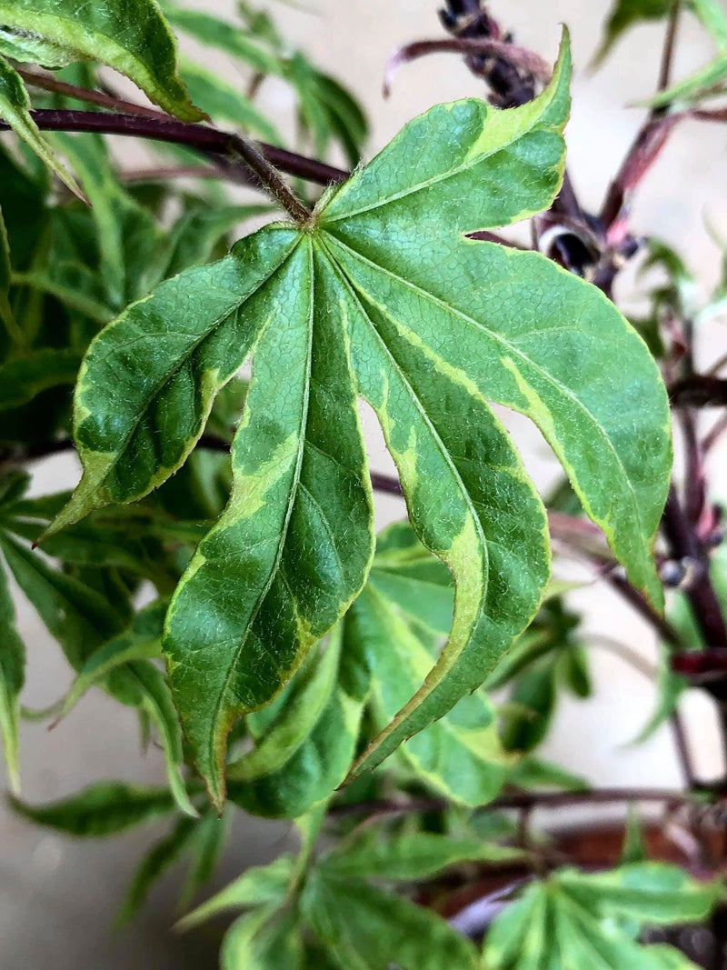 - Acer palmatum 'Kin pai' Japanese Maple - Mr Maple │ Buy Japanese Maple Trees