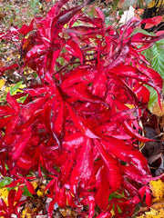 - Acer palmatum 'Kin pai' Japanese Maple - Mr Maple │ Buy Japanese Maple Trees