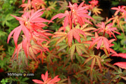 - Acer palmatum 'King George Broom' Dwarf Red KGB Japanese Maple Tree - Mr Maple │ Buy Japanese Maple Trees