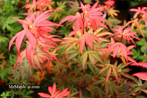 - Acer palmatum 'King George Broom' Dwarf Red KGB Japanese Maple Tree - Mr Maple │ Buy Japanese Maple Trees