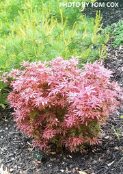 - Acer palmatum 'King George Broom' Dwarf Red KGB Japanese Maple Tree - Mr Maple │ Buy Japanese Maple Trees