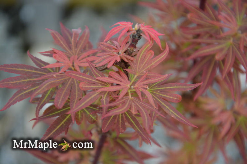 - Acer palmatum 'King George Broom' Dwarf Red KGB Japanese Maple Tree - Mr Maple │ Buy Japanese Maple Trees