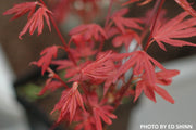 - Acer palmatum 'King George Broom' Dwarf Red KGB Japanese Maple Tree - Mr Maple │ Buy Japanese Maple Trees