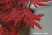 - Acer palmatum 'King George Broom' Dwarf Red KGB Japanese Maple Tree - Mr Maple │ Buy Japanese Maple Trees