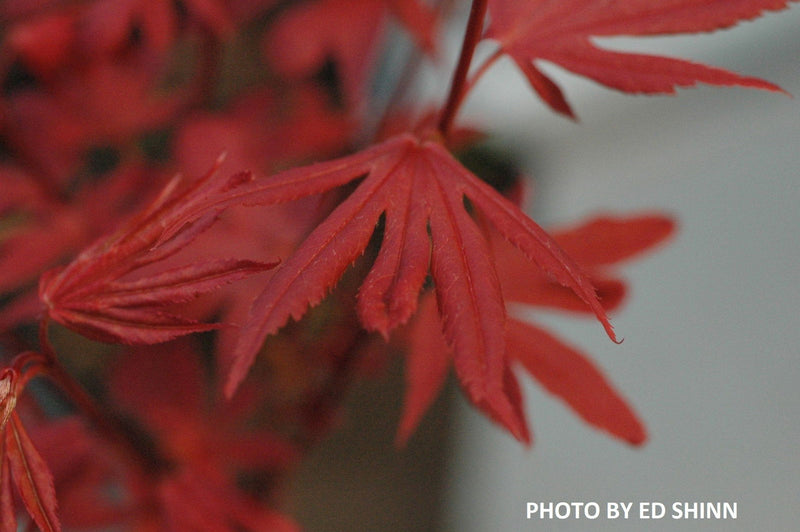 - Acer palmatum 'King George Broom' Dwarf Red KGB Japanese Maple Tree - Mr Maple │ Buy Japanese Maple Trees