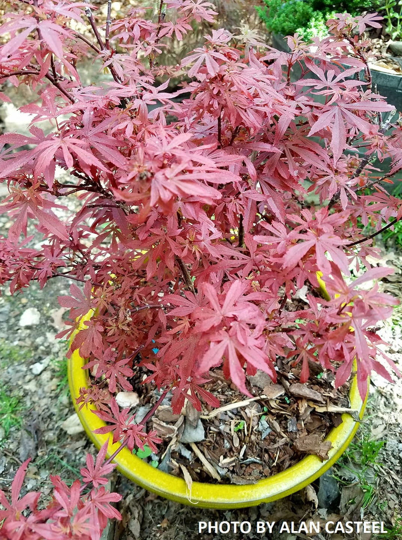 - Acer palmatum 'King George Broom' Dwarf Red KGB Japanese Maple Tree - Mr Maple │ Buy Japanese Maple Trees