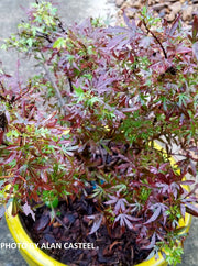 - Acer palmatum 'King George Broom' Dwarf Red KGB Japanese Maple Tree - Mr Maple │ Buy Japanese Maple Trees