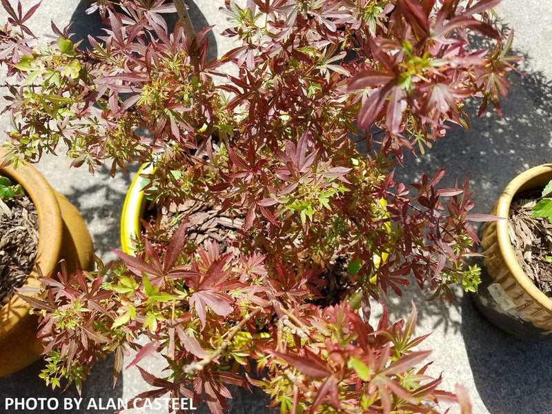 - Acer palmatum 'King George Broom' Dwarf Red KGB Japanese Maple Tree - Mr Maple │ Buy Japanese Maple Trees