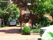 - Acer palmatum 'King George Broom' Dwarf Red KGB Japanese Maple Tree - Mr Maple │ Buy Japanese Maple Trees