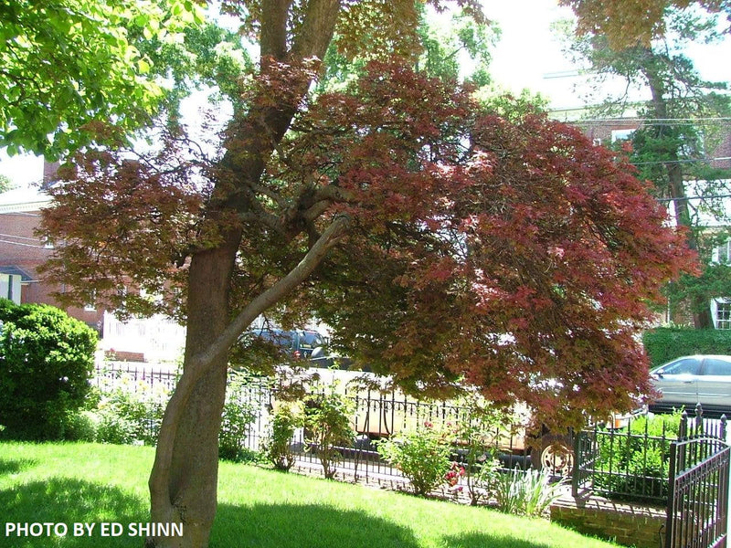 - Acer palmatum 'King George Broom' Dwarf Red KGB Japanese Maple Tree - Mr Maple │ Buy Japanese Maple Trees