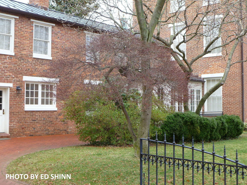 - Acer palmatum 'King George Broom' Dwarf Red KGB Japanese Maple Tree - Mr Maple │ Buy Japanese Maple Trees