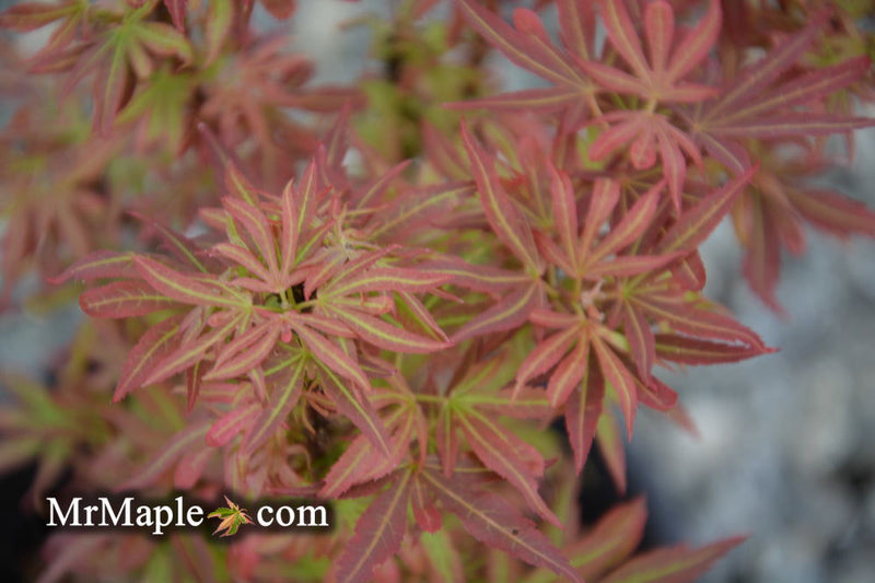 - Acer palmatum 'King George Broom' Dwarf Red KGB Japanese Maple Tree - Mr Maple │ Buy Japanese Maple Trees