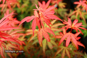 - Acer palmatum 'King George Broom' Dwarf Red KGB Japanese Maple Tree - Mr Maple │ Buy Japanese Maple Trees