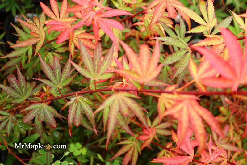 - Acer palmatum 'King George Broom' Dwarf Red KGB Japanese Maple Tree - Mr Maple │ Buy Japanese Maple Trees