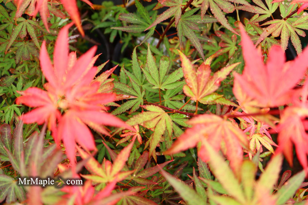元気ハラマキ ゲルマ＆ラジ＆遠赤 Buy Acer palmatum 'King George Broom' Dwarf Red KGB Japanese Maple