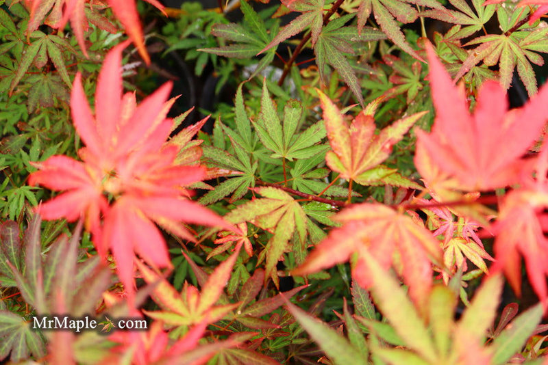 - Acer palmatum 'King George Broom' Dwarf Red KGB Japanese Maple Tree - Mr Maple │ Buy Japanese Maple Trees