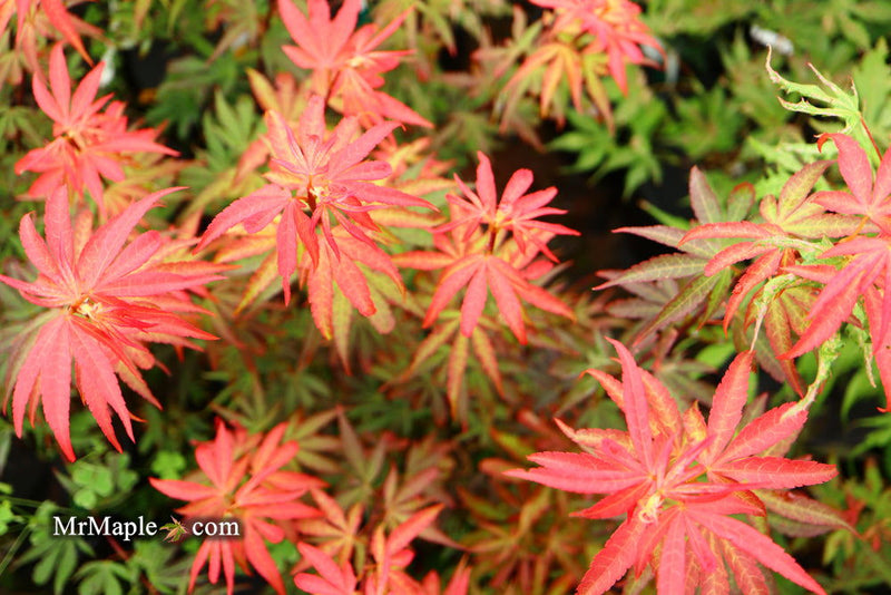 - Acer palmatum 'King George Broom' Dwarf Red KGB Japanese Maple Tree - Mr Maple │ Buy Japanese Maple Trees