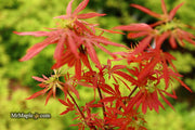 - Acer palmatum 'King George Broom' Dwarf Red KGB Japanese Maple Tree - Mr Maple │ Buy Japanese Maple Trees