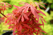 - Acer palmatum 'King George Broom' Dwarf Red KGB Japanese Maple Tree - Mr Maple │ Buy Japanese Maple Trees