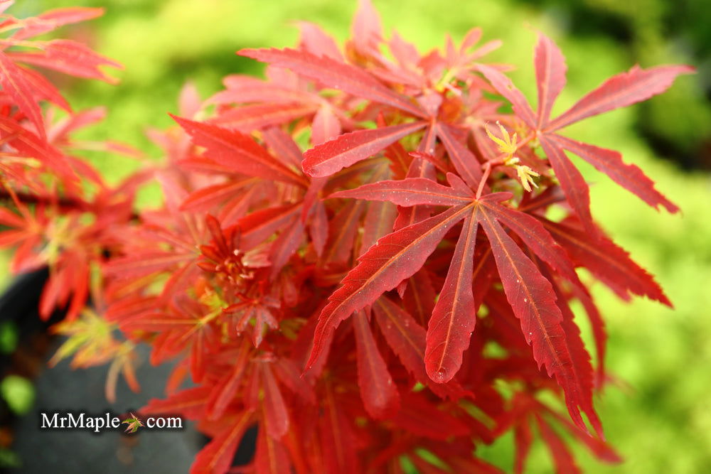 Buy Acer palmatum 'King George Broom' Dwarf Red KGB Japanese Maple