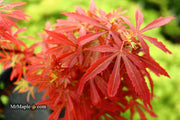 - Acer palmatum 'King George Broom' Dwarf Red KGB Japanese Maple Tree - Mr Maple │ Buy Japanese Maple Trees