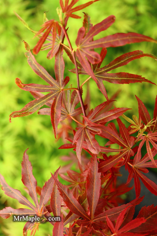 - Acer palmatum 'King George Broom' Dwarf Red KGB Japanese Maple Tree - Mr Maple │ Buy Japanese Maple Trees