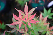 - Acer palmatum 'Kingsville #1' Japanese Maple - Mr Maple │ Buy Japanese Maple Trees