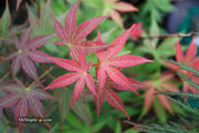 - Acer palmatum 'Kingsville #1' Japanese Maple - Mr Maple │ Buy Japanese Maple Trees