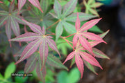 - Acer palmatum 'Kingsville #1' Japanese Maple - Mr Maple │ Buy Japanese Maple Trees