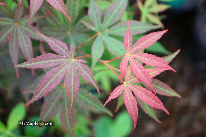 - Acer palmatum 'Kingsville #1' Japanese Maple - Mr Maple │ Buy Japanese Maple Trees