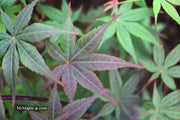 - Acer palmatum 'Kingsville #1' Japanese Maple - Mr Maple │ Buy Japanese Maple Trees