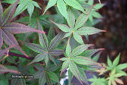 - Acer palmatum 'Kingsville #1' Japanese Maple - Mr Maple │ Buy Japanese Maple Trees