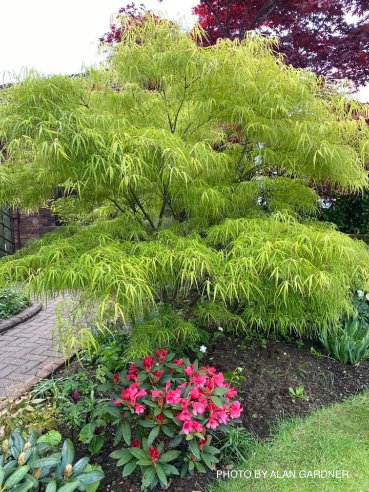Buy Acer palmatum 'Kinshi' Golden Threads Japanese Maple — Mr