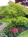 - Acer palmatum 'Kinshi' Golden Threads Japanese Maple - Mr Maple │ Buy Japanese Maple Trees