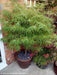 - Acer palmatum 'Kinshi' Golden Threads Japanese Maple - Mr Maple │ Buy Japanese Maple Trees